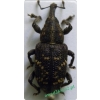 Hylobius abietis (Linnaeus, 1758) Szeliniak sosnowiec